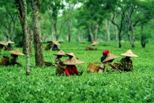 Tea Gardens of Assam: A Journey Through History and Culture