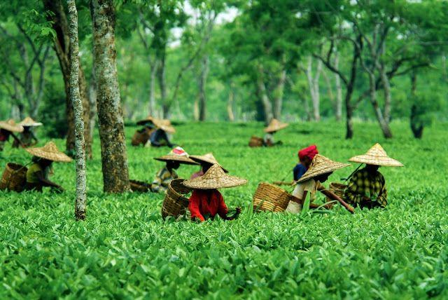 Tea Gardens of Assam: A Journey Through History and Culture