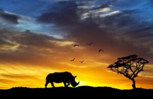 The Majestic Wildlife of Assam