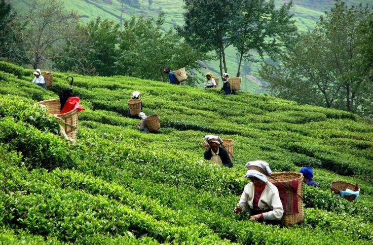 Tea Gardens of Assam: A Journey Through History and Culture