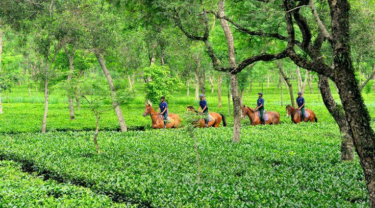 The Majestic Wildlife of Assam