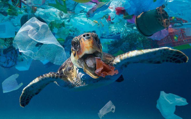 Small Changes You Can Make to Reduce Your Plastic Waste