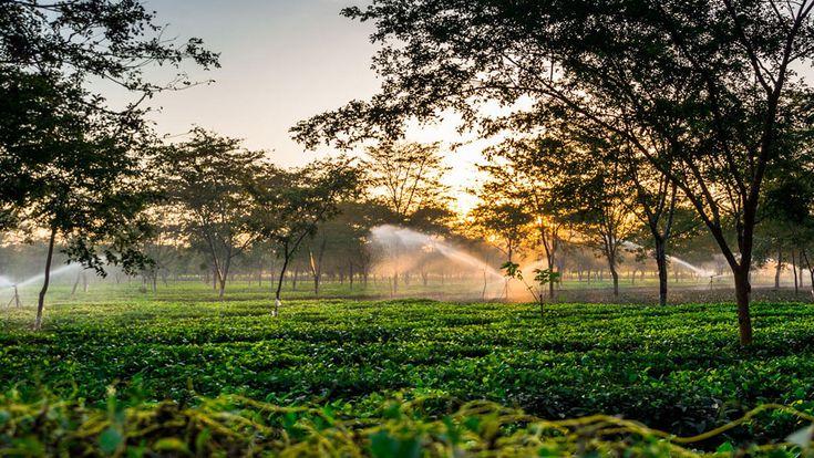 The Majestic Wildlife of Assam